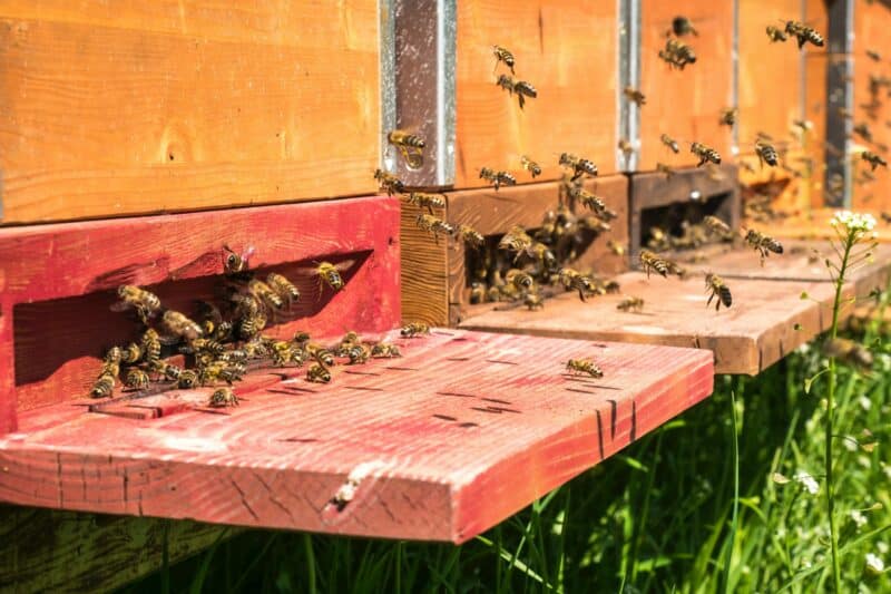 Bees flying in and out of three hives' entrances lined up in a row