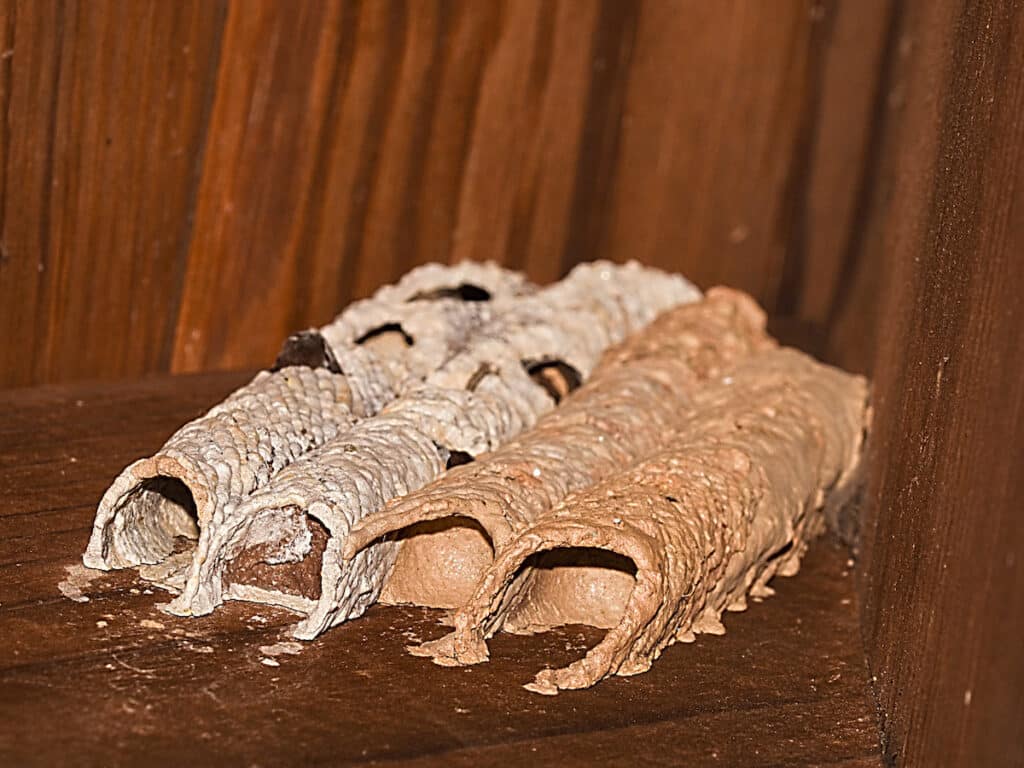 mud wasp nests can look like mud tubes