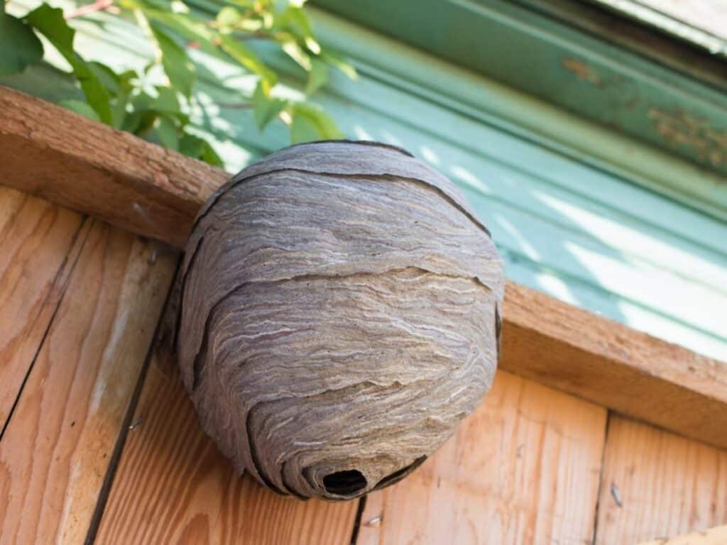 Hornet nest on a porch