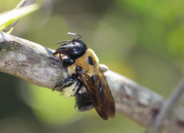 An adult carpenter bee on a tree branch