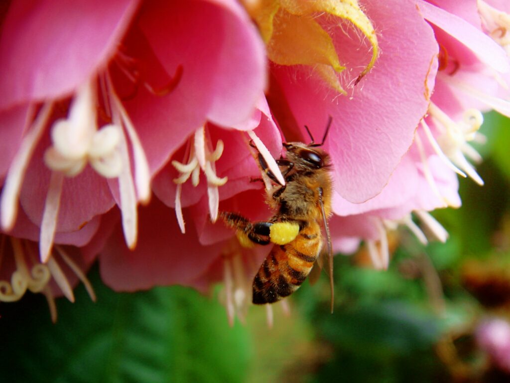 bee with pollen pants pollinating a pink flower