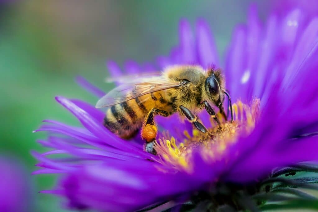 close up of adult bee foraging on a purple flower during adult stage of bee lifecycle