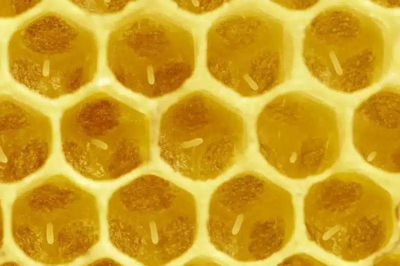 close up photo of brood cells with eggs displaying the egg stage of the honey bee lifecycle