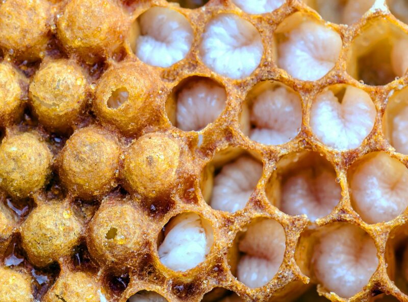 Close up of larvae in their cells showing the larva stage of the bee lifecycle