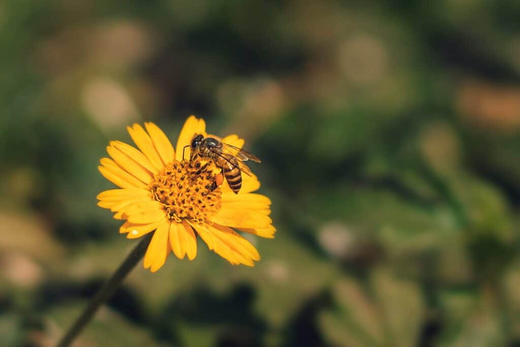 a bee on a yellow flower makes us want to save the bees