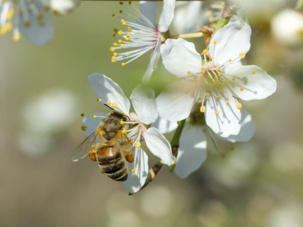a honey bee pollinating a white flowering tree shows us why it is important to save the bees