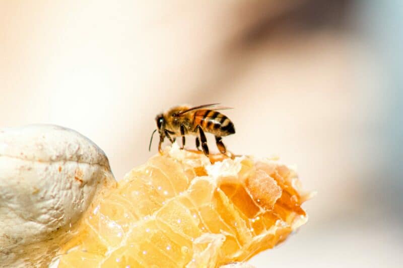 Adult honey bee stage of the bee lifecycle, bee standing on a piece of honeycomb