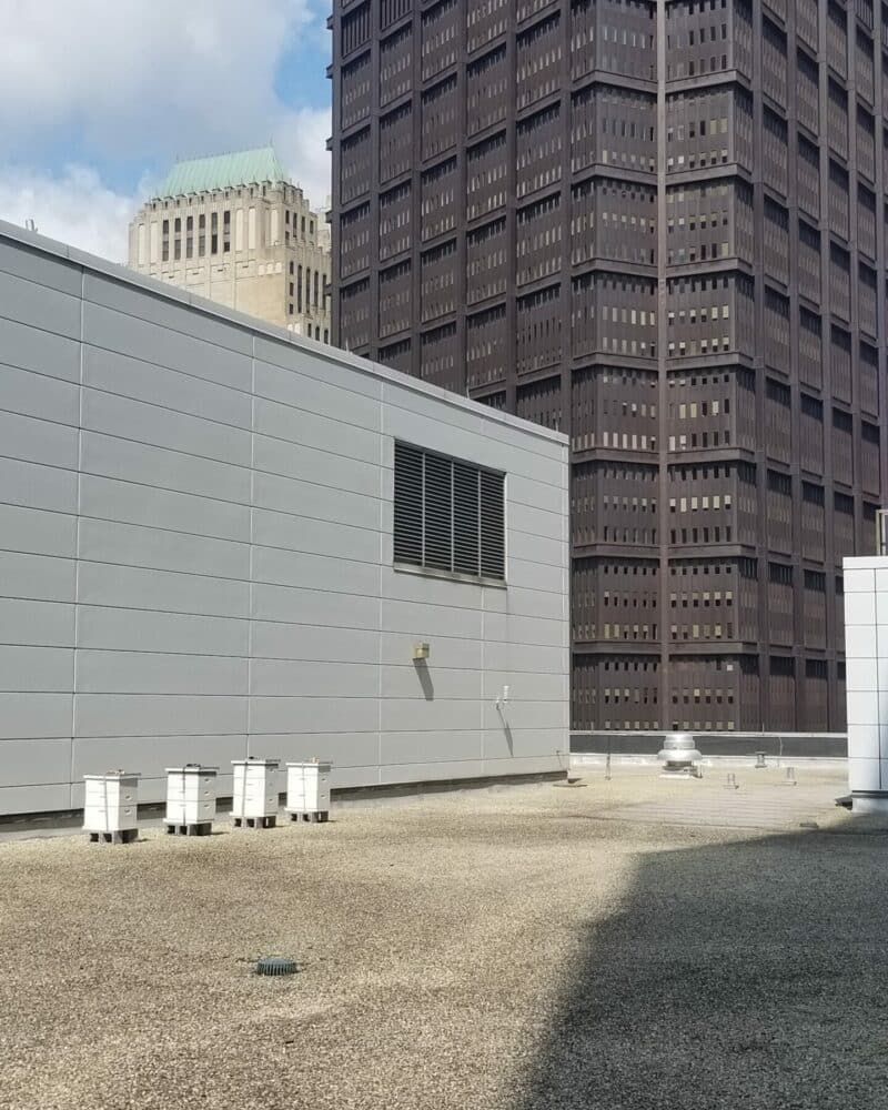 beehives on an urban rooftop in Pittsburg