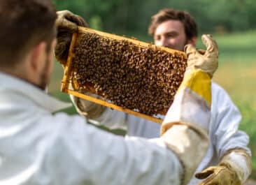 A student observes a frame from a beehive during an educational pollinator program demonstration