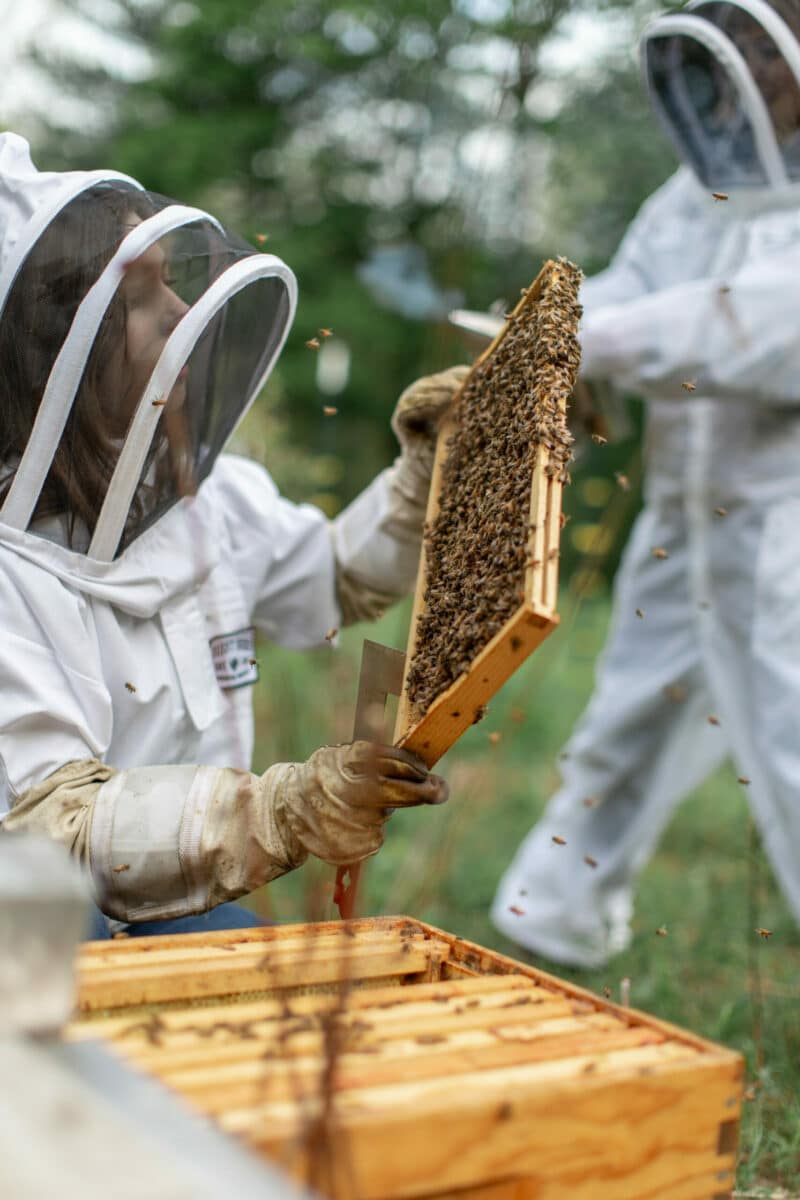 Student observes a frame from a beehive with supervision by expert beekeeper