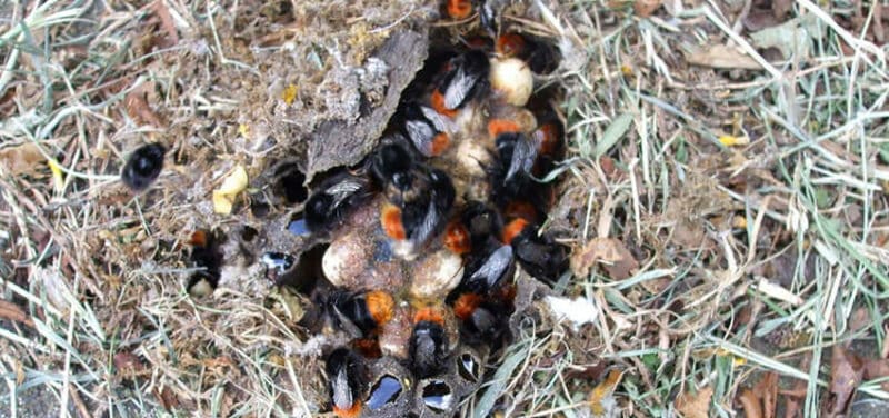 Bumble bee nest in the ground
