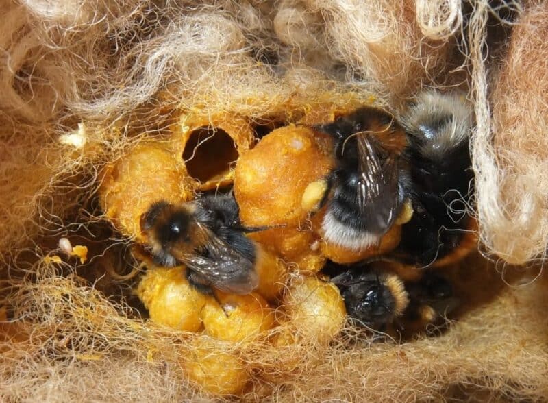 close up look at bumble bees in their nest