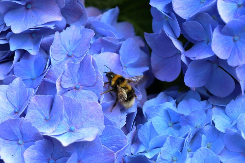 A bumble bee foraging on a blue hydrangea.