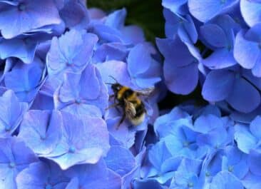 A bumble bee foraging on a blue hydrangea.
