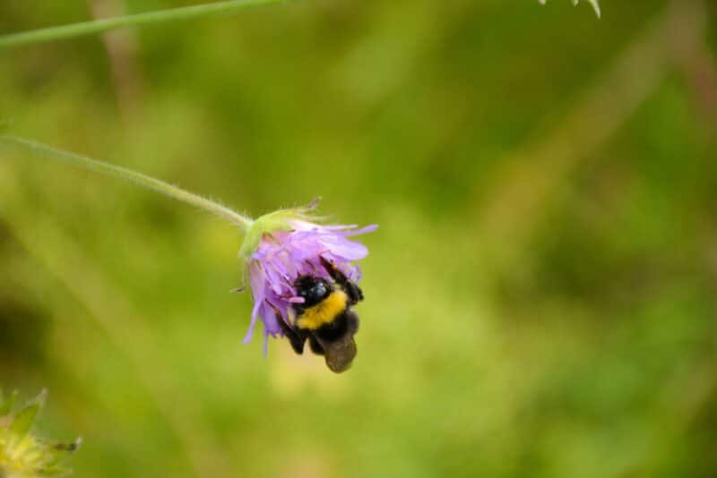 Bumble bee foraging for pollen and nectar from a purple flower