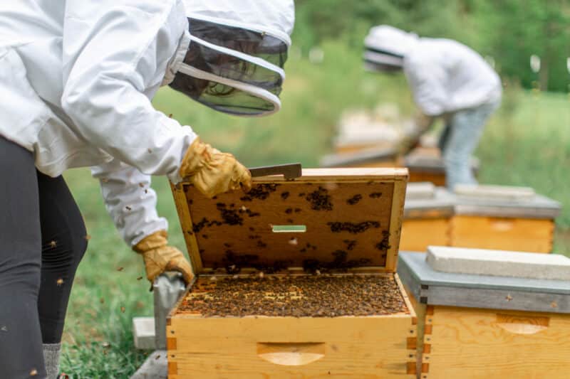 two beekeepers tend to beehives
