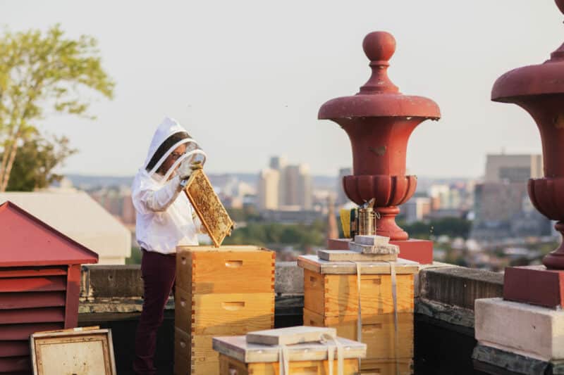 A beekeeper tends to hives on the roof of a hotel overlooking the city skyline
