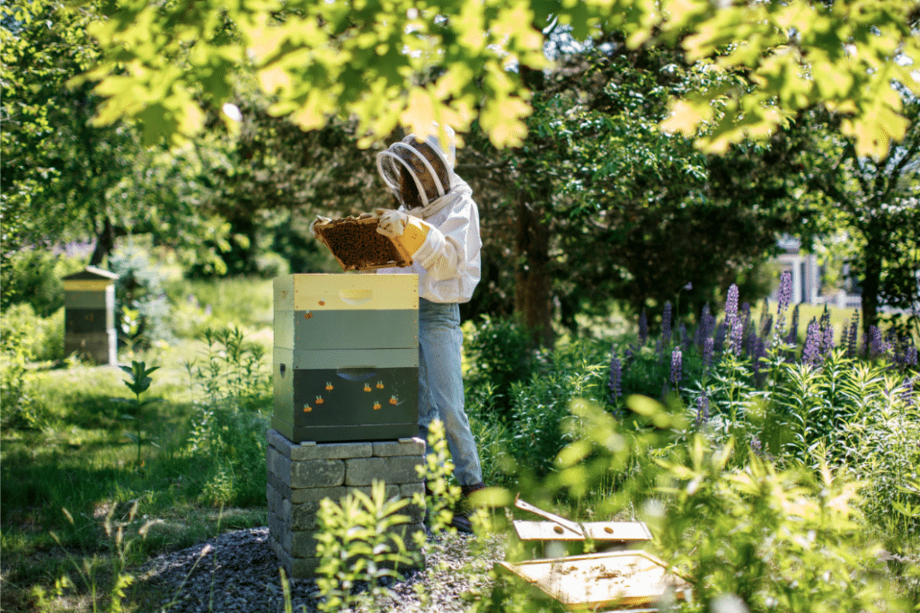A professional beekeeper tends to a colorful custom painted beehive