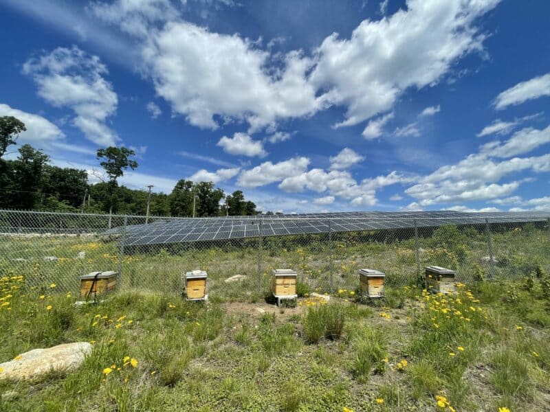 beehives in a field with wildflowers under a blue sky