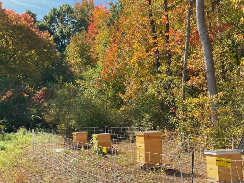 Beehives lined up in front of trees turning yellow, orange, and red in the fall