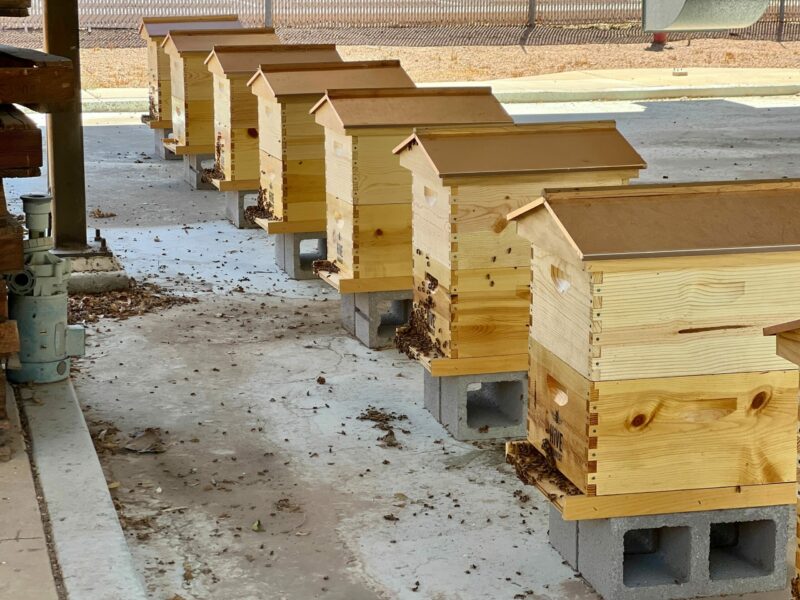 beehives lined up next to each other on a financial service property