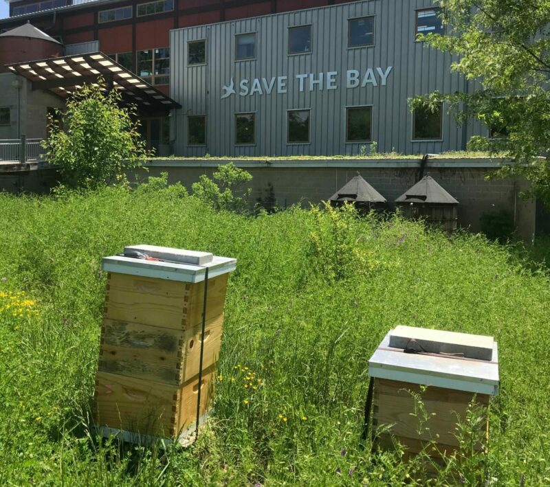 Beehives in a grassy area in front of financial institution building