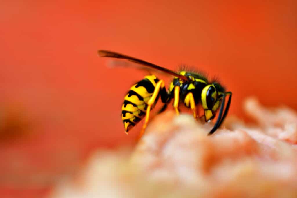 yellow jacket against red background