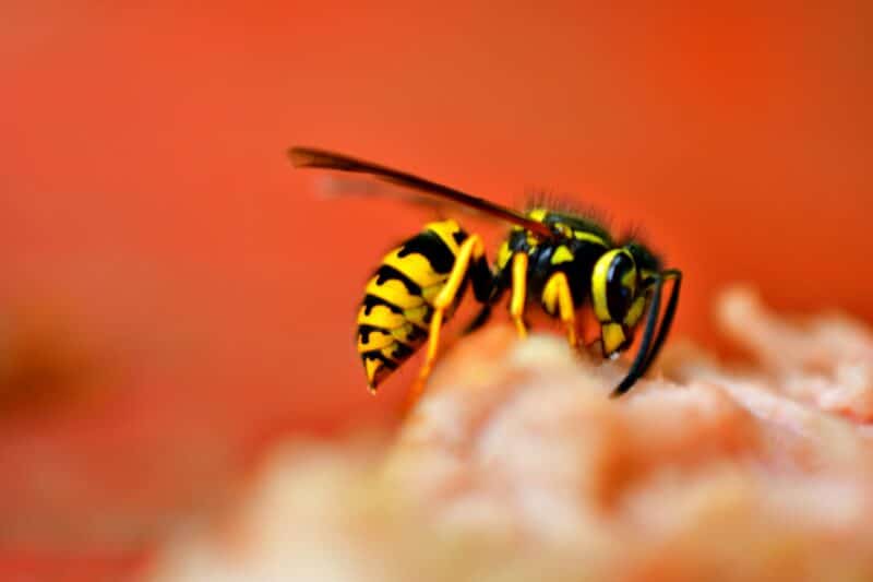 yellow jacket against red background, exemplifying the difference between bees and wasps