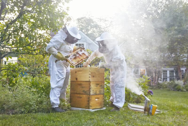two beekeepers tend to beehives using a smoker in a residential backyard