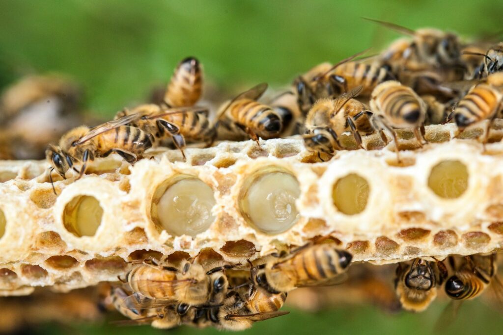 Cluster of nurse bees attending queen brood cells full of royal jelly