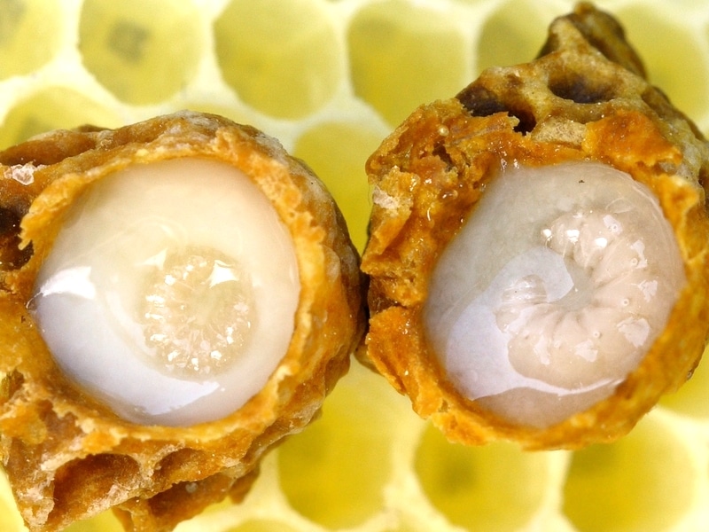 royal jelly in an uncapped queen brood cell