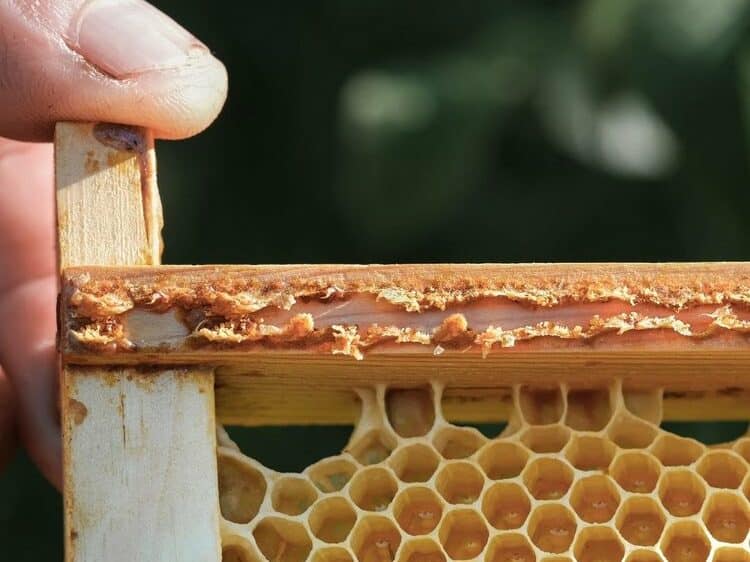 propolis on the edge of a frame