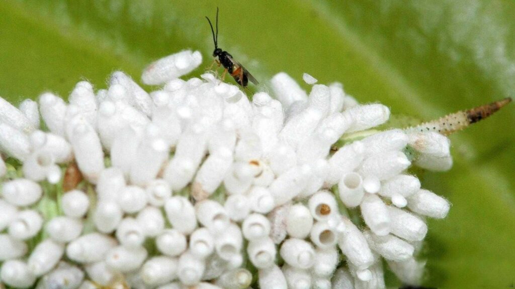 close up of a tiny wasp on a cluster of white flowers