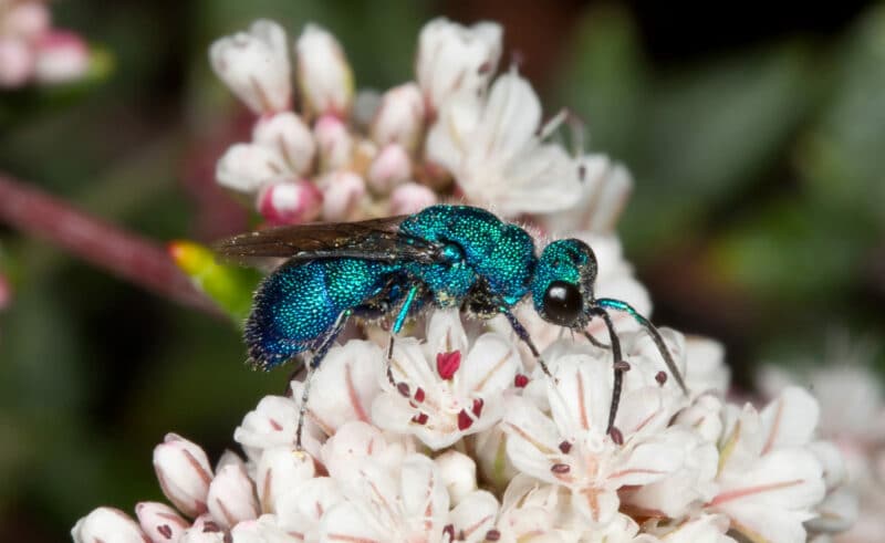 close up of a cuckoo wasp with a blue iridescent body