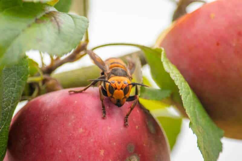 close up of wasp on apple in apple tree