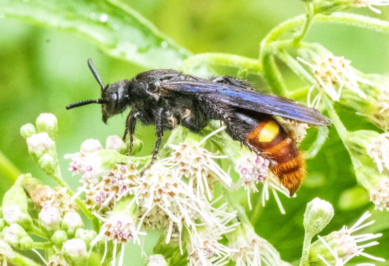 close up of black wasp on white flowers