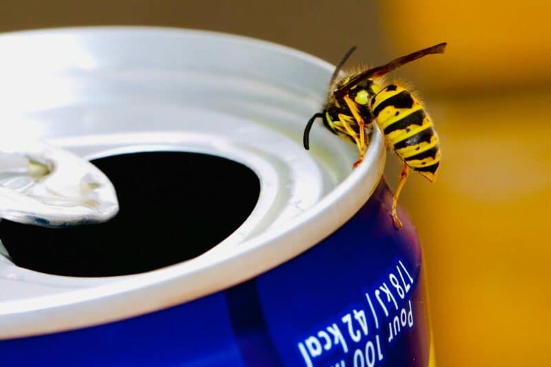 close up of a wasp on the edge of a soda can