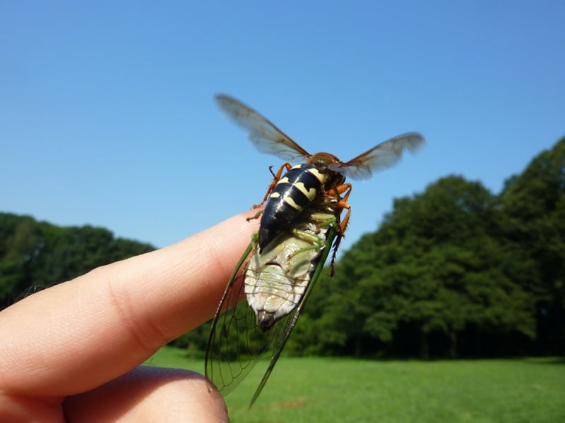 cicada killer wasp perched on a person's finger