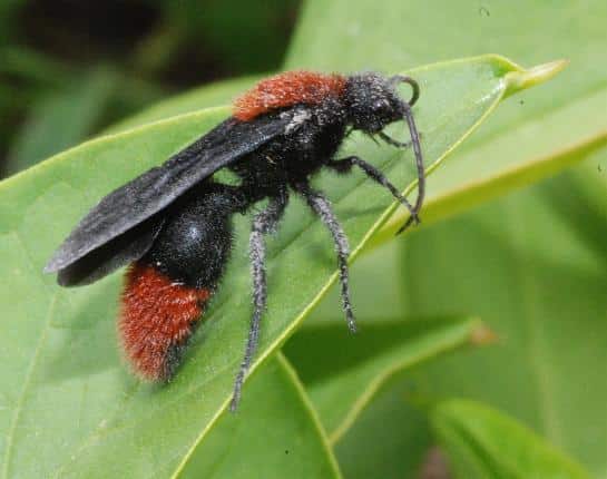 close up of black wasp with red markings on green leaf