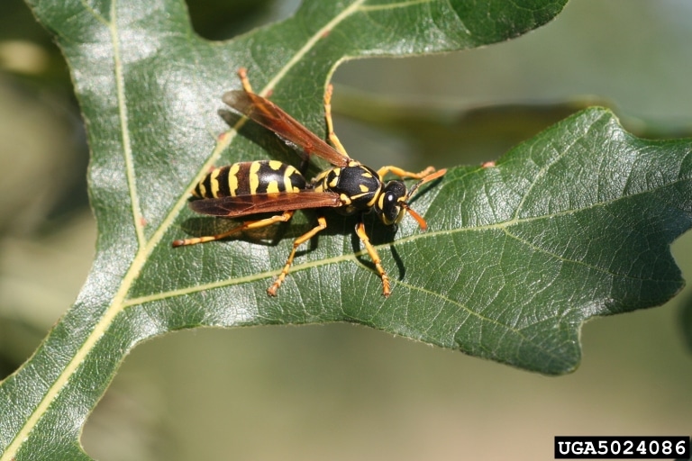 close up of paper wasp on dark green leaf