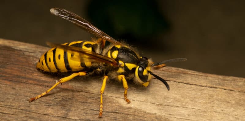 close up of yellow jacket wasp