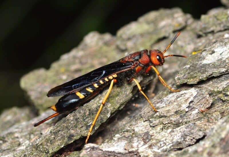 close up of a horntail wasp on tree bark