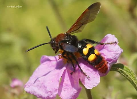 close up of a mammoth wasp on a light purple flower