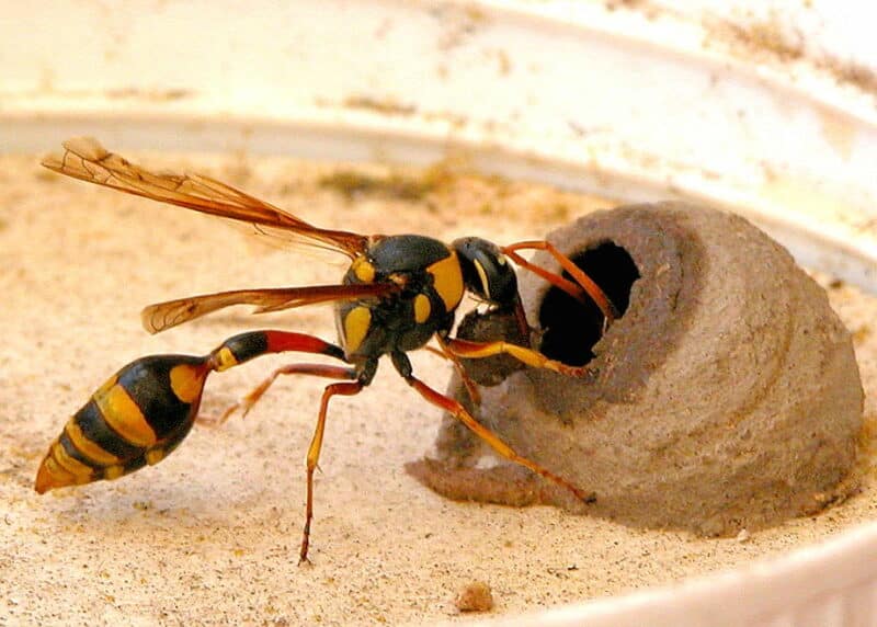 close up of a potter wasp