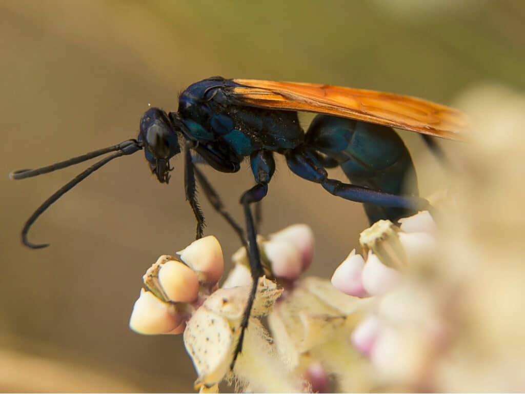 close up of black wasp with orange wings