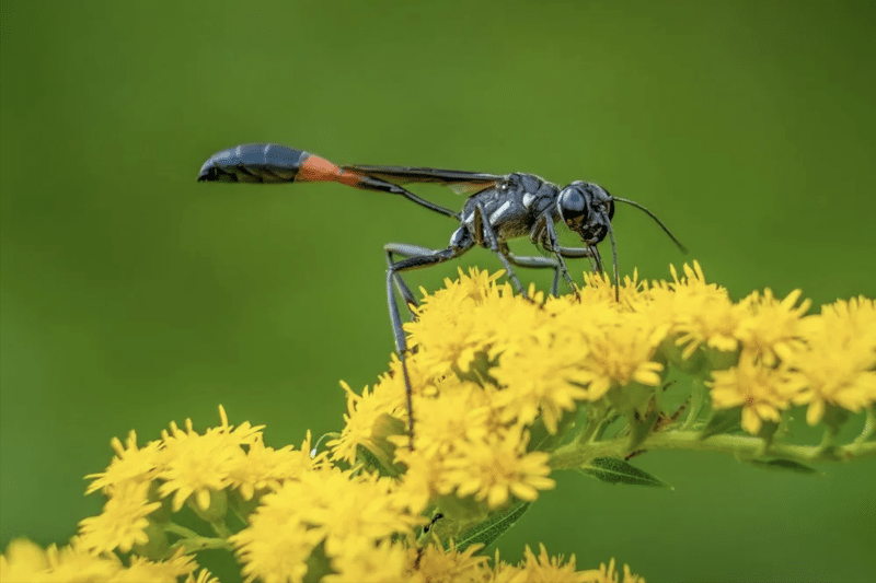 close up of thread waisted wasp on yellow flowers