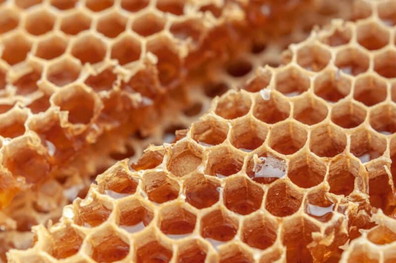 A close-up look at uncapped honeycomb full of honey
