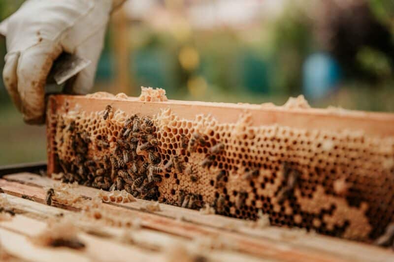 A beekeeper lifts a frame out of the hive exposing the honeycomb and bees