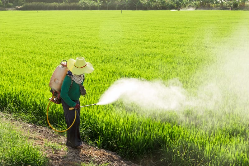 Farmer sprays field of crops with pesticides