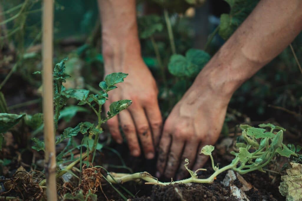 Hands digging in rich soil in a lush garden